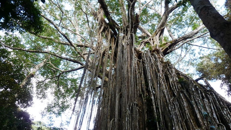 Fig Tree